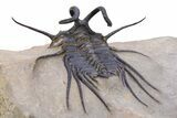 Crazy, Spiny Dicranurus Trilobite - Atchana, Morocco #381164-5